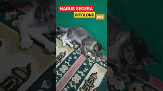 SEGERA DITOLONG#01 #shorts #kucing #kucinglucu #kucingimut #kucingkampung #cats #istanalokajaya