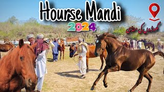 Hourse Mandi In Pakistan | Hourse Mandi In Punjab | Hourse Mandi In Pakistan#animals