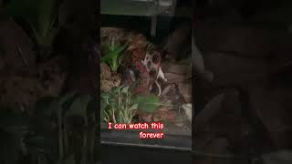 🐍 rainbow boa devours a rat feeder #wow #nature #cool #pets #snakes #rainbowboa 🇧🇷 🌈 🐍