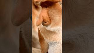 Proboscis Monkey 🐒 Animal Shoked Face #shorts #animal