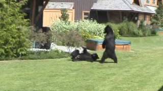 Black bears explore backyards in Whistler