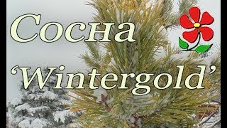 Сосна горная 'Wintergold' - зимние краски сада!