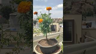 💯😱🤯नए पौधे🔥 लगाने के बाद ये काम जरूर करें | Must do this gardening work after repotting a new plant