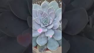 echeveria ceniza