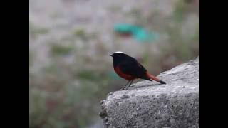 White-capped Redstart Acrobatics at Jim Corbett National Park