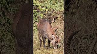 Waterbuck in Kenya #shorts