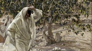 Jesus curses the fig tree.