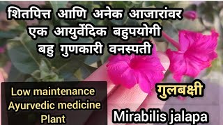 गुलबक्षी एक आयुर्वेदिक फुले येणारी वनस्पती |झाडाची काळजी कशी घ्यावी| आयुर्वेदिक उपचार संपूर्ण माहिती