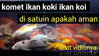 ikan komet ikan koki ikan koi disatuin apakah aman