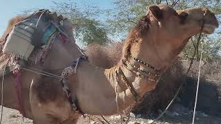 How Much Can a Camel Carry | How Many Camels Can One Man Carry