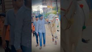 Qurbani 🫶💫#ytshorts #bakraeidspecial #ox #hyderabad #bakraeid #shorts