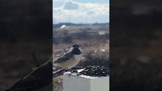 Curious Chickadee