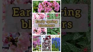 Early Spring Blooming plants | Spring Flowers #springflowers #flowers #spring #naturelovers #beauty