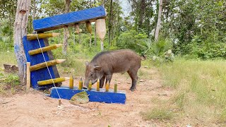 Primitive Technology - Build Best Wild boar #wildanimals #shorts