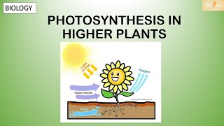 PHOTOSYNTHESIS IN HIGHER PLANTS INTRODUCTION BY A.K.Y SIR (ASST.PROF) | LECTURE-1 | NEET 2021 |