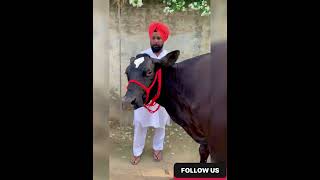 Cow sale  ਪਿੰਡ ਠੁਲੀਵਾਲ (ਬਰਨਾਲਾ -85280 60049  26kg + #punjabi #cow #farmer #dairyfarm #youtubeshorts