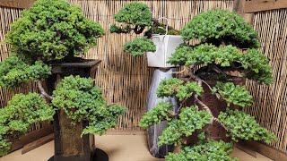 cascade bonsai, options and tips.