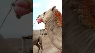 توقف الجمل الغاضب عندما رأى الجمال الأخرى #ytshorts #camel #camellove #camelfarm #shorts #camellife