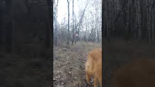 golden retriever puppy fetches arrows such a good boy