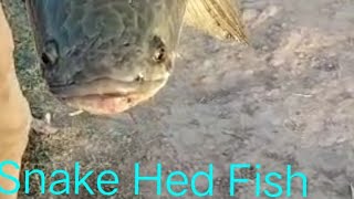 Snake Hed fish/ sohl fish