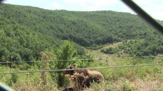 BEAR SANCTUARY PRISHTINA