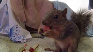 Bonzo is Big on Watermelon