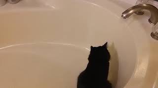 My cat loves water