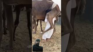 Camel so sweet#animals #shorts #trending #lion