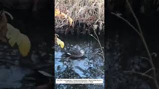 Spot-billed Duck in Japan