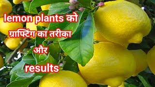 Lemon ke plant par grafting karne ka tarika / Lemon grafting