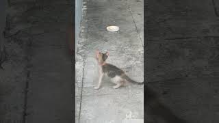 Cutest kitten exploring new place 😇🥰…..