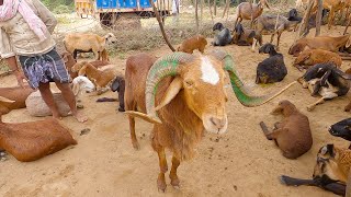 Red sheep yard of Venkatesh Malageri