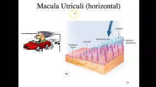 bio4_Module10_Ch17_Senses part 3