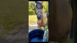 FUNNY VIDEO | My #horse thinks he is funny 😆 #fly #mask