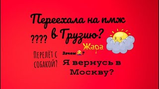 Переехали на пмж в Грузию?| перелёт с собакой? | зачем все это?