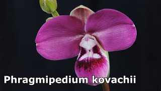 Мой Phragmipedium kovachii. Первый день цветения. Цветок в деталях!