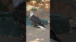 Adler im Schatten #shorts #animals #birds