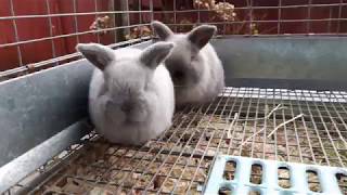 Holland Lop Kits