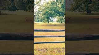 Two Deer just Chilling in the Rainy Garden.  #shorts  #weather #nature #deer