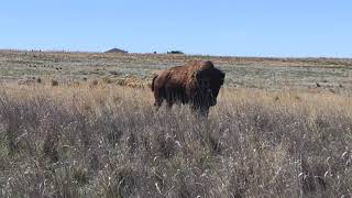 Utah bison distract tourists