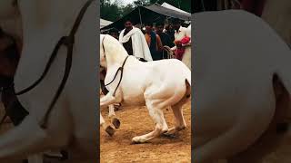 Horse dance #horsedance #horse #shorts