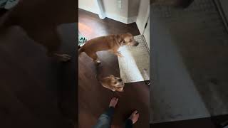 When the family gets home 🤣 #dog #puppy #rescuedog #funny #viralshort #mustwatch #funnydog