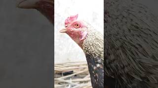 asal murga cute animal 😂🐓🐓 Sindhi murga funny