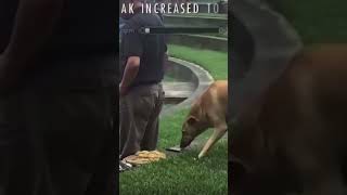 Dog maxes out his sneak skills #meme #shorts