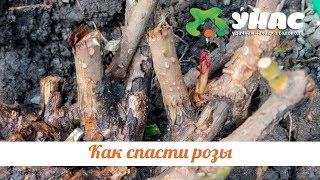 Как спасти розы после неудачной зимовки. ТК УНАС