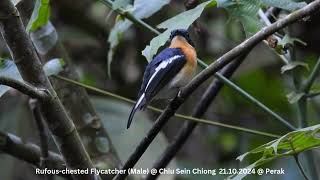 Rufous-chested Flycatcher (Male) @ Chiu S C DSCN2114