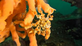 Lets Save B.C.'s Sponge Reefs | Uncharted Odyssey