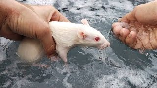 kya chuho ko barsaat mai nehla sakte hai / can we bathe pet rats in rainy season #whiterats