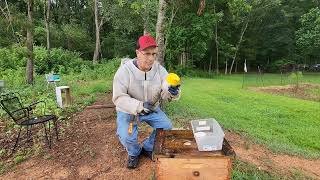 varroa check #varroa #mites #bees #beekeeping #honey #apiary