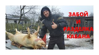 Забой Кабанчика |СЛАБОНЕРВНЫМ НЕ СМОТРЕТЬ!|